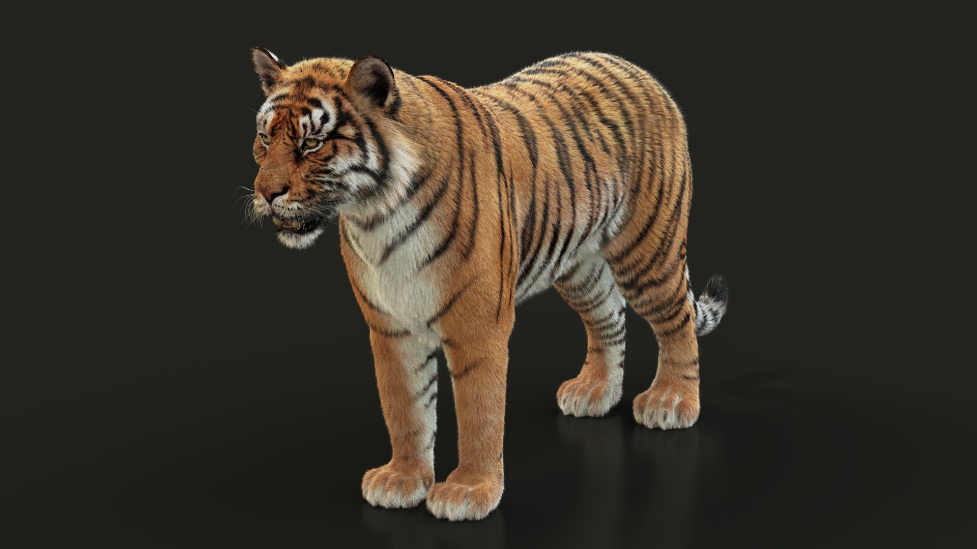 modelo 3d Tigre de Bengala (FUR) (ANIMADO) - TurboSquid 1481168