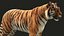 bengal tiger xgen animation 3D model