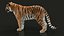 bengal tiger xgen animation 3D model