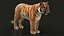 Bengal tiger xgen animation 3 d model