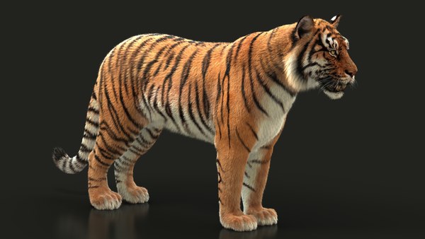 Bengal tiger xgen animation 3D model - TurboSquid 1643030