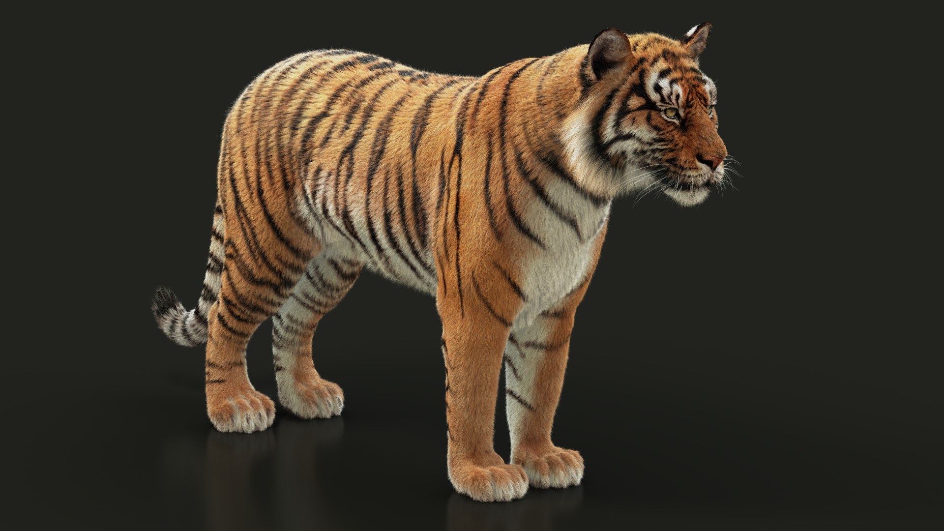 bengal tiger xgen animation 3D model https://p.turbosquid.com/ts-thumb/RJ/hkAljD/baAGgQg1/07/jpg/1604307422/1920x1080/fit_q87/ac69fb8ec5c11036df25ab61678779ec35ad4cec/07.jpg