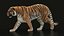 Tygrys bengalski ANIMOWANY XGEN