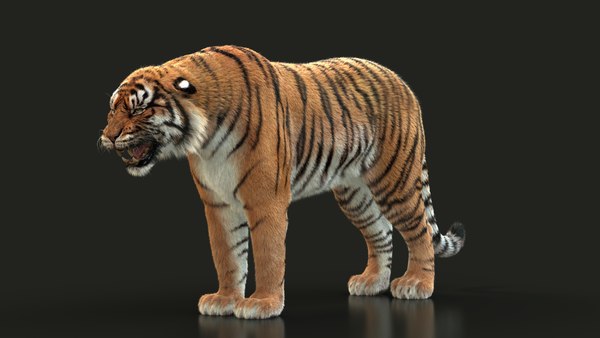 Bengal tiger xgen animation 3D model - TurboSquid 1643030