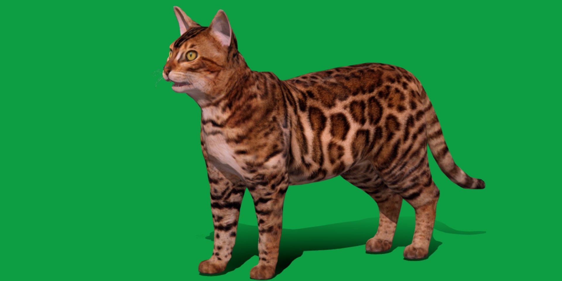 3D Bengal Cat model https://p.turbosquid.com/ts-thumb/RJ/nZNWKl/Xh/bengal_cat__lowpoly_22/png/1722175300/1920x1080/fit_q87/a4f467d9483b576bd1bf8586e2184aaf88d7fab0/bengal_cat__lowpoly_22.jpg