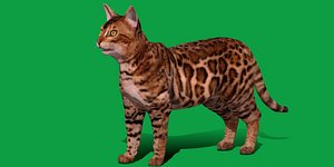 Bengal Cat