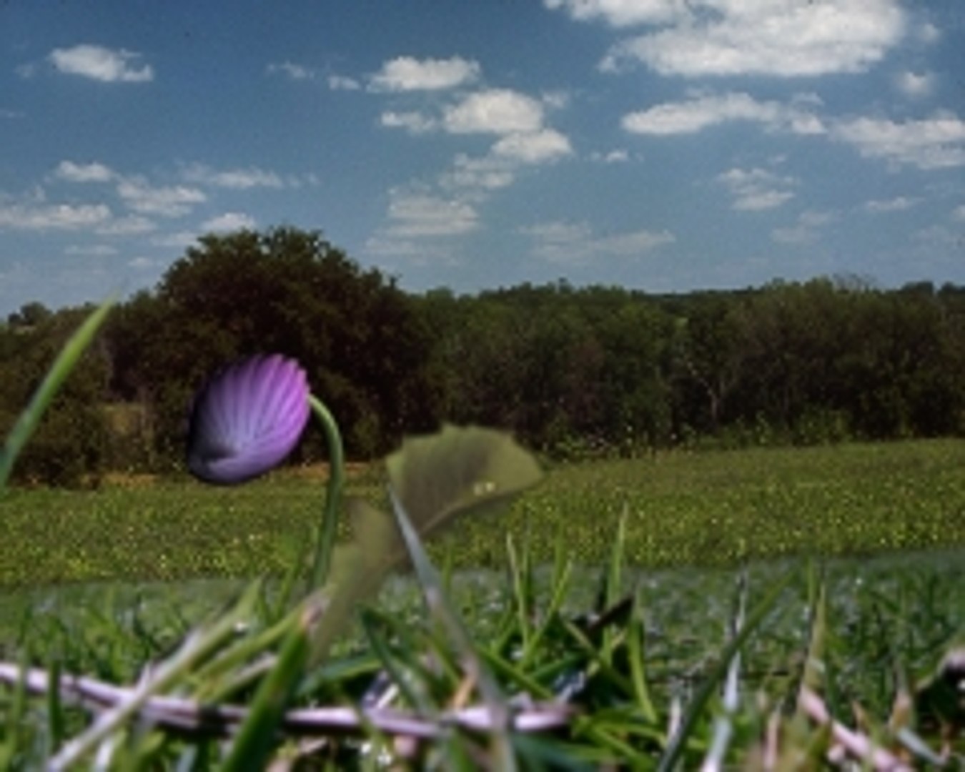 3ds max flower https://p.turbosquid.com/ts-thumb/RK/9IFDBi/4Ma5xUfr/01/jpg/1103379345/1920x1080/fit_q87/fb3f4a927819b41c17e1827815cf165e7951bf3c/01.jpg