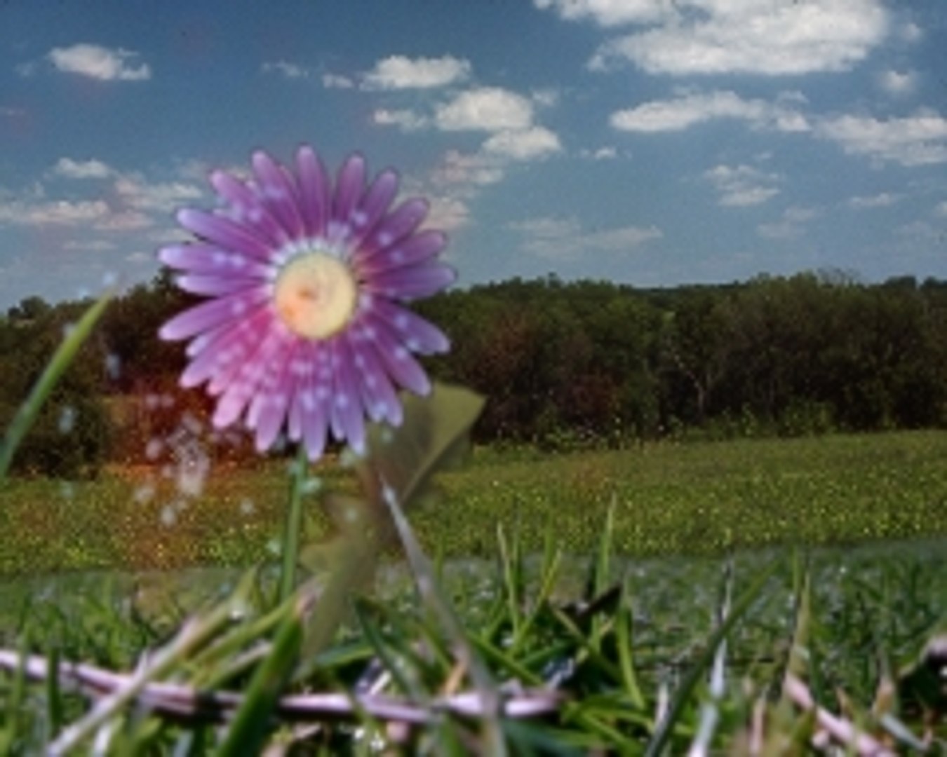 3ds max flower https://p.turbosquid.com/ts-thumb/RK/9IFDBi/QJDwTbDw/02/jpg/1103379347/1920x1080/fit_q87/4dc6733d1582d9782632fe6fe8034340d118f9e9/02.jpg
