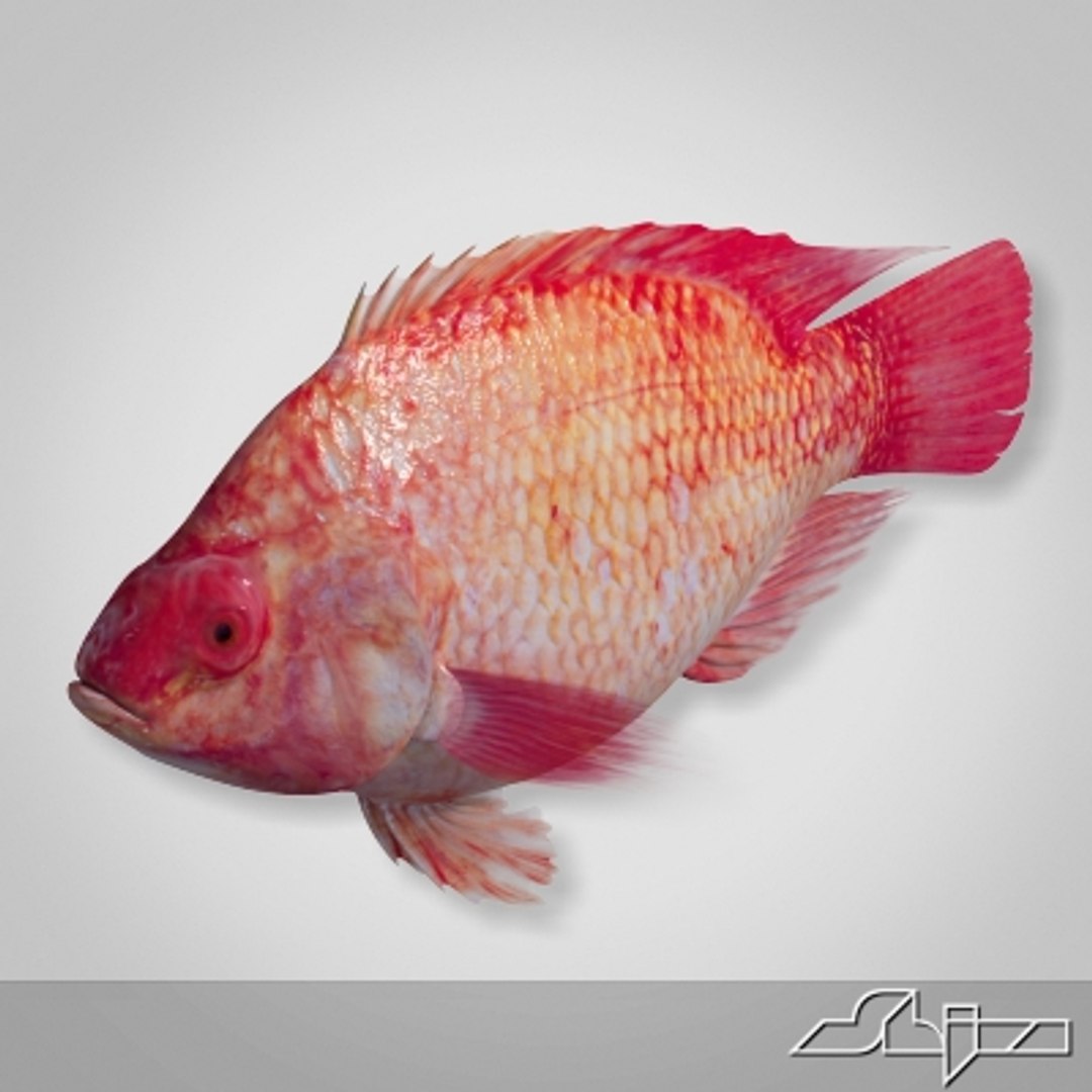 Fish Red Snapper 3d Model
