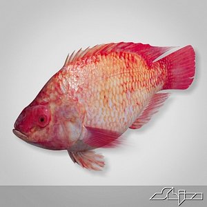 fish red snapper 3d model