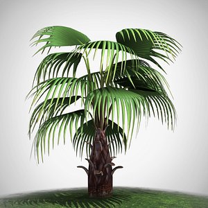 fan palm max