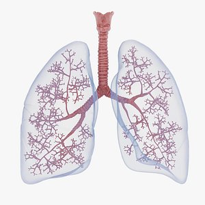 Respiratory System and Bronchi 3D model