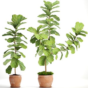 Ficus Lyrata Trees