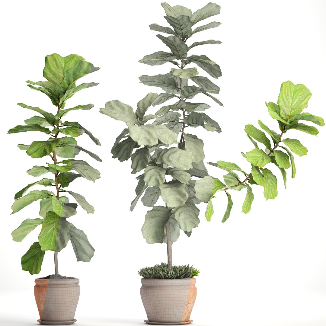 Ficus Lyrata Trees Model - TurboSquid 1154474