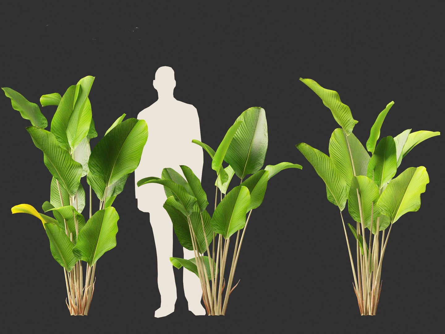 Calathea lutea-Cuban Cigar - Cigar Calathea 3D https://p.turbosquid.com/ts-thumb/RK/hCvg6W/06/calathealutea018/jpg/1694185675/1920x1080/fit_q87/b3cc34591f3a1cbb98e11d31dbb9b0b4e3270ece/calathealutea018.jpg
