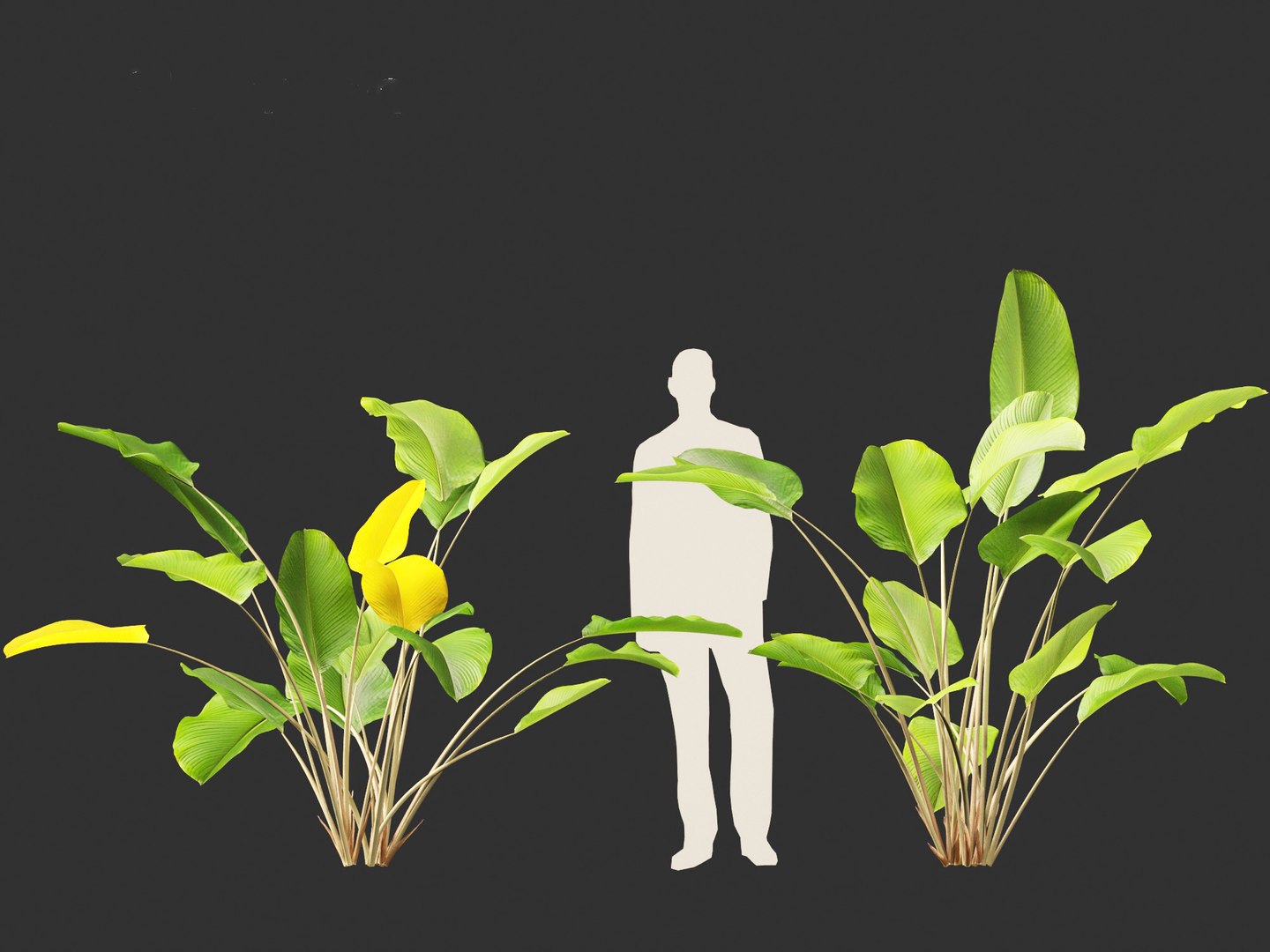 Calathea lutea-Cuban Cigar - Cigar Calathea 3D https://p.turbosquid.com/ts-thumb/RK/hCvg6W/68/calathealutea014/jpg/1694185666/1920x1080/fit_q87/fe724e004043b98a4c2d6c27fe9bcc499bf8399c/calathealutea014.jpg