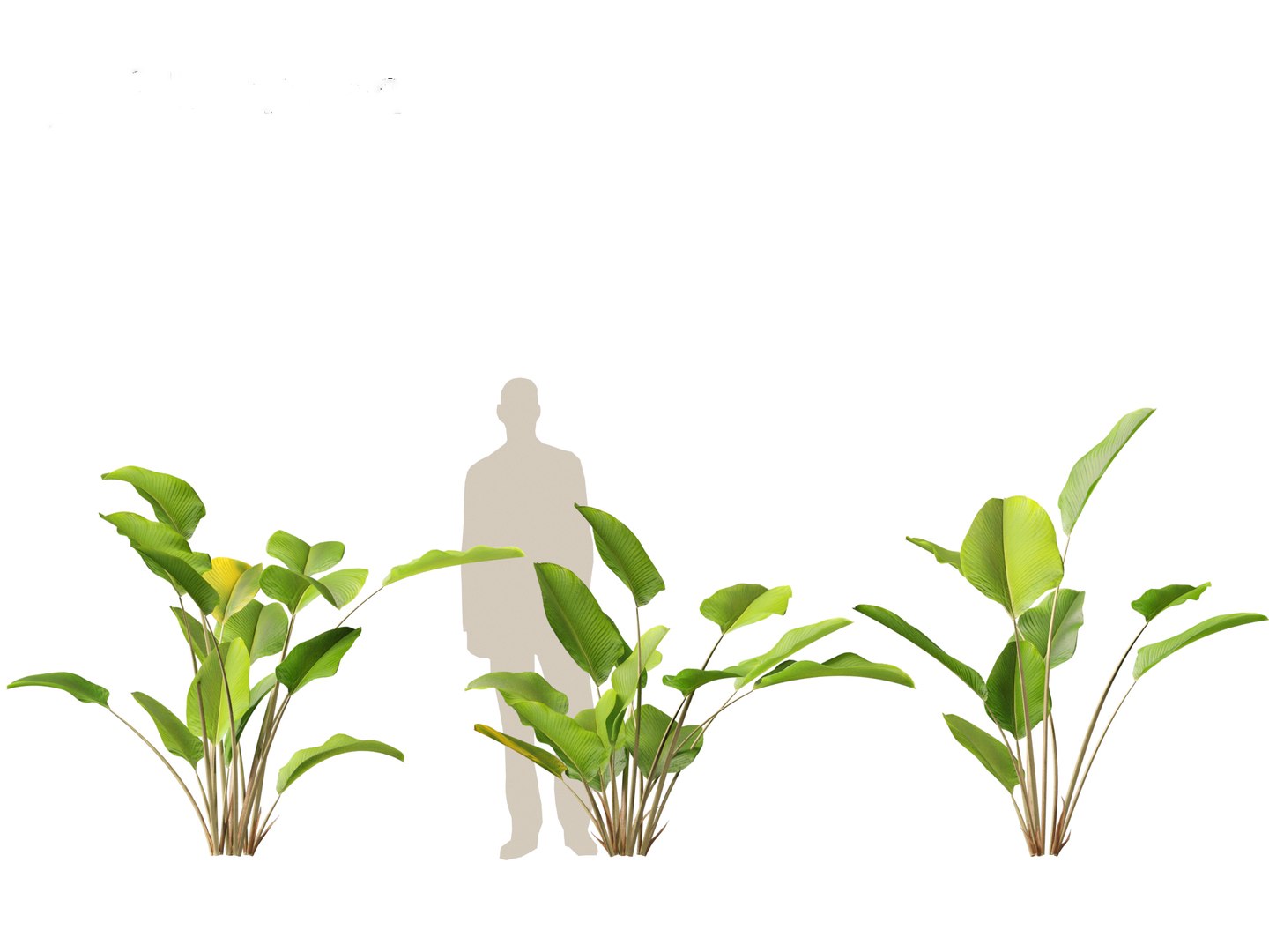 Calathea lutea-Cuban Cigar - Cigar Calathea 3D https://p.turbosquid.com/ts-thumb/RK/hCvg6W/B9/calathealutea015/jpg/1694185669/1920x1080/fit_q87/f13987c6640afa971d617c3a8897d9adb2450c8a/calathealutea015.jpg