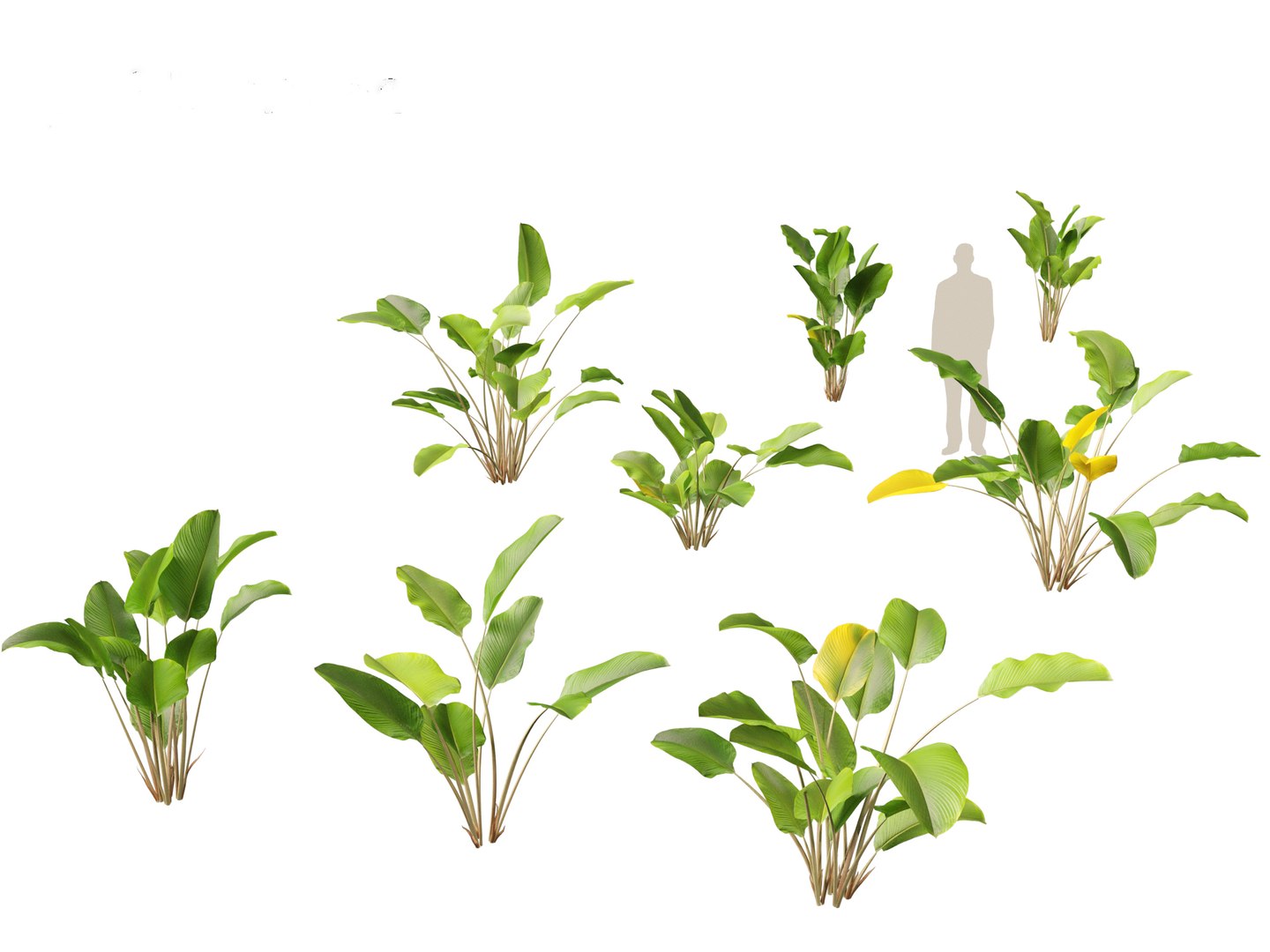 Calathea lutea-Cuban Cigar - Cigar Calathea 3D https://p.turbosquid.com/ts-thumb/RK/hCvg6W/EE/calathealutea019/jpg/1694185678/1920x1080/fit_q87/4ebc7609bccedd1f0fc2985622d840ab819283eb/calathealutea019.jpg