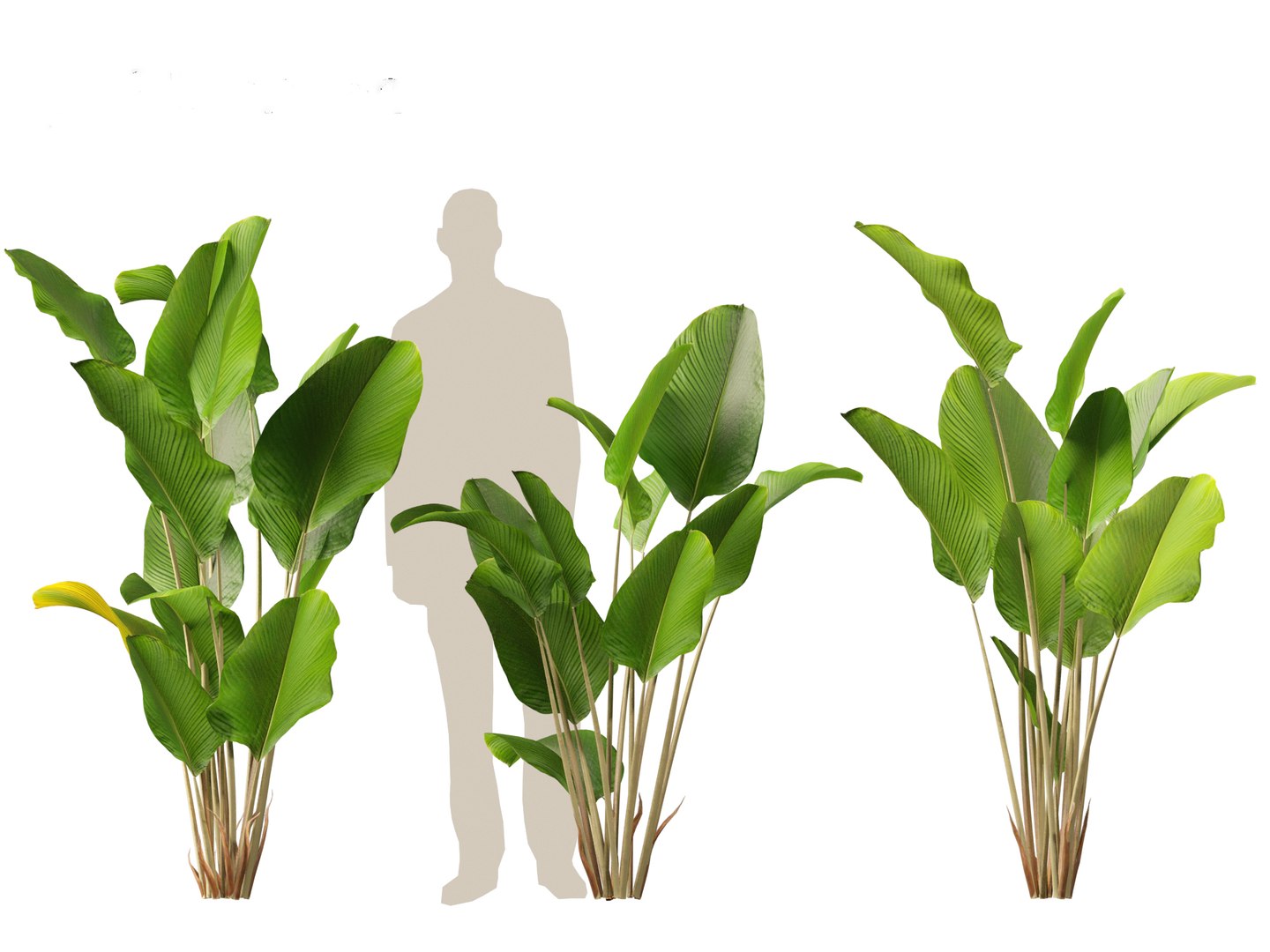 Calathea lutea-Cuban Cigar - Cigar Calathea 3D https://p.turbosquid.com/ts-thumb/RK/hCvg6W/FD/calathealutea017/jpg/1694185675/1920x1080/fit_q87/8dfdeb186bc8b52c618d862065afbee3ce946cb2/calathealutea017.jpg
