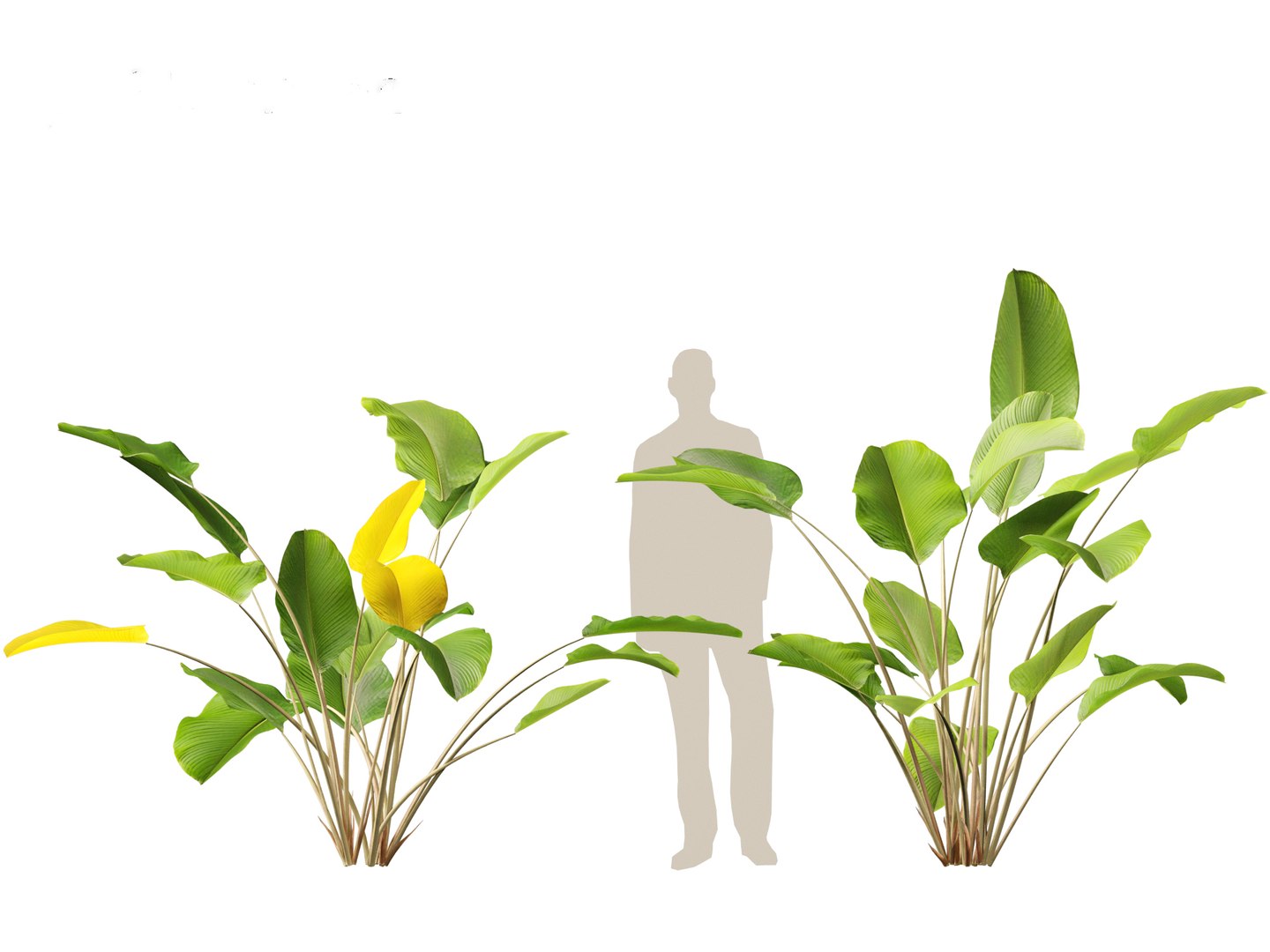 Calathea lutea-Cuban Cigar - Cigar Calathea 3D https://p.turbosquid.com/ts-thumb/RK/hCvg6W/OY/calathealutea013/jpg/1694185663/1920x1080/fit_q87/d31ae8b5993112ef21b56e9a69d0497f58c8a12c/calathealutea013.jpg