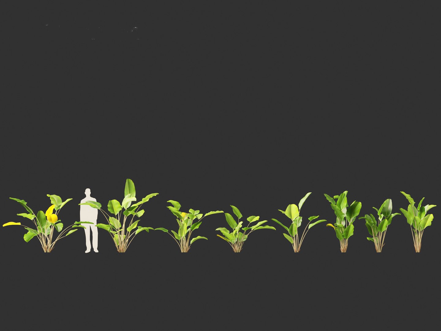 Calathea lutea-Cuban Cigar - Cigar Calathea 3D https://p.turbosquid.com/ts-thumb/RK/hCvg6W/nG/calathealutea012/jpg/1694185659/1920x1080/fit_q87/8596618b79976674b702e57a676e67f03502c08c/calathealutea012.jpg