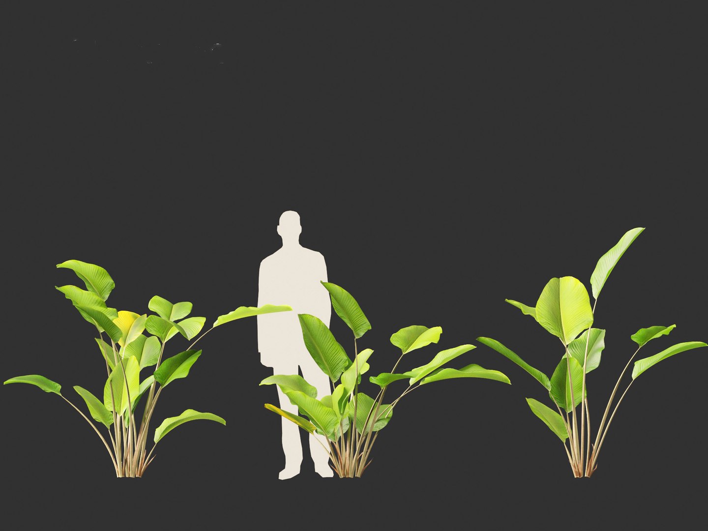 Calathea lutea-Cuban Cigar - Cigar Calathea 3D https://p.turbosquid.com/ts-thumb/RK/hCvg6W/yd/calathealutea016/jpg/1694185671/1920x1080/fit_q87/655b29dd32e097889fd98a0590bd2325629db45a/calathealutea016.jpg