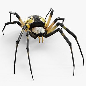 Argiope Aurantia Yellow Garden Spider 3D model