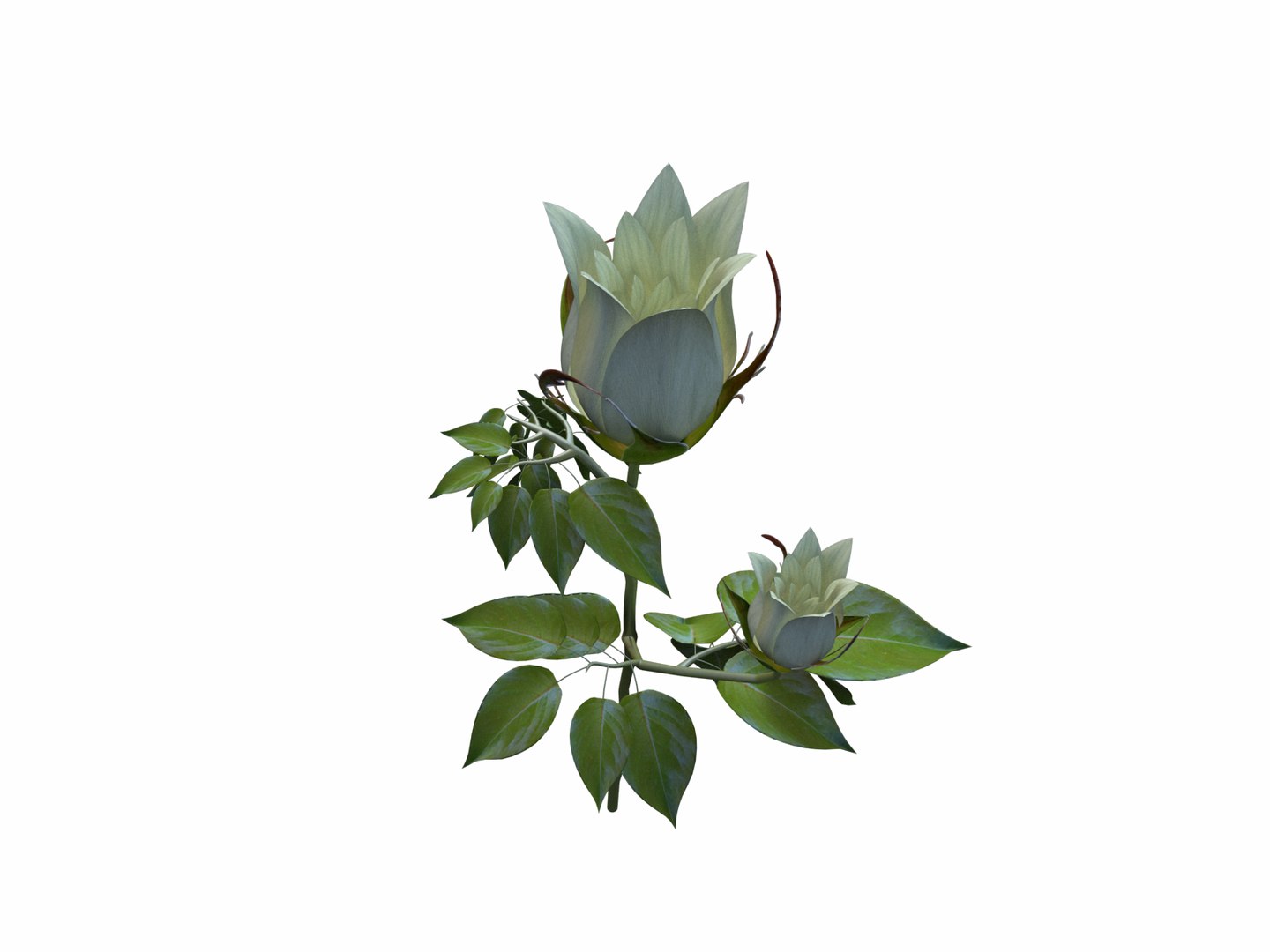 3d Flower Opening Animation