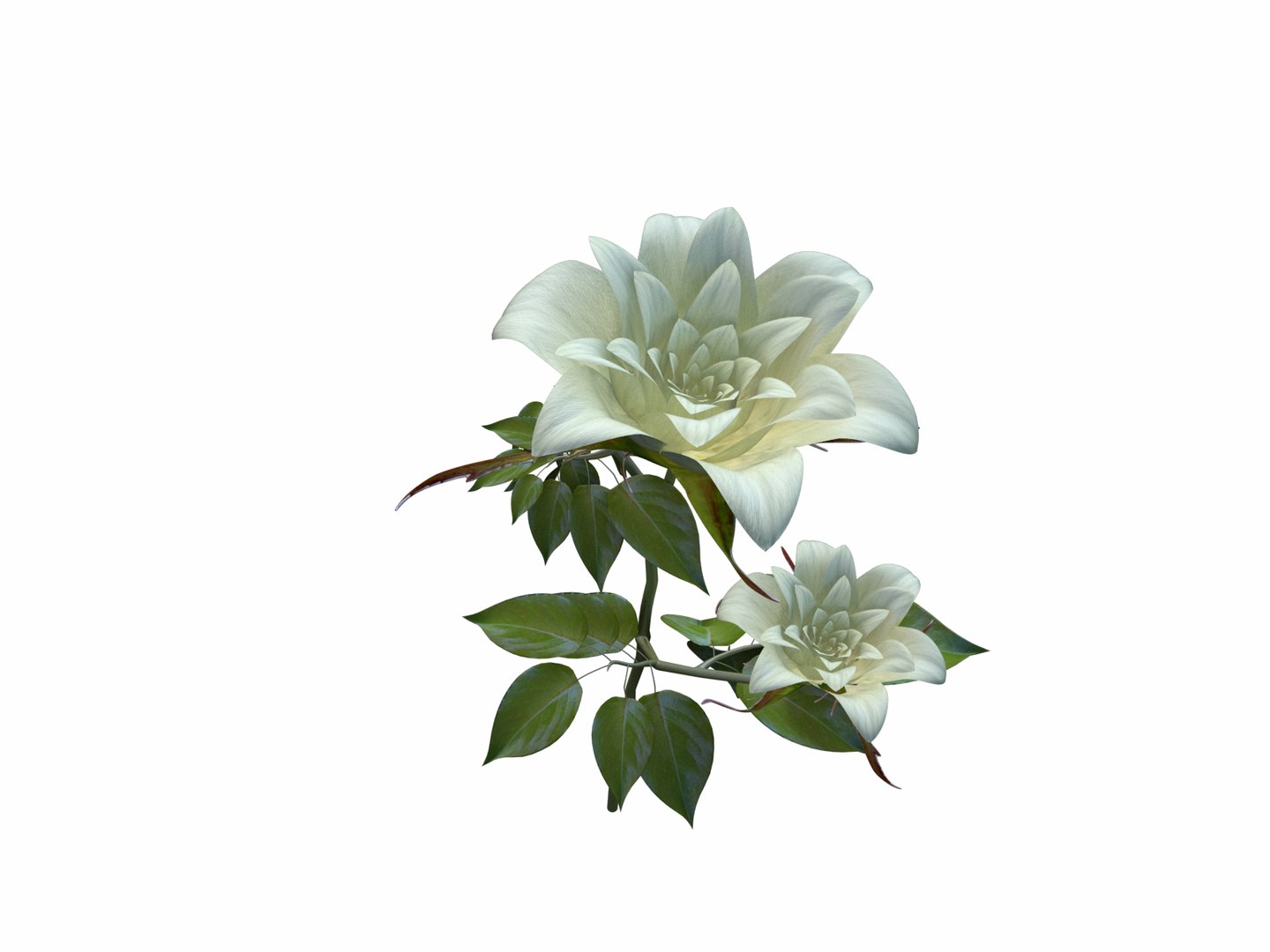 3d Flower Opening Animation