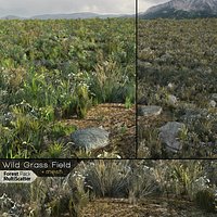 Wild Grass Field (Real-time)