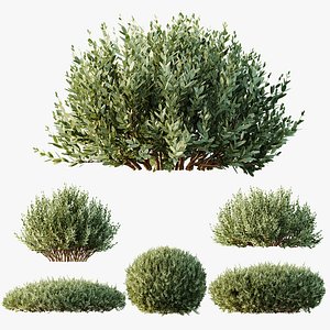 AV Montra Olive Bush