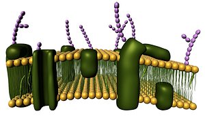 cell membrane 3d obj