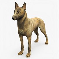 Shepherd Dog Standing Gold Brindle
