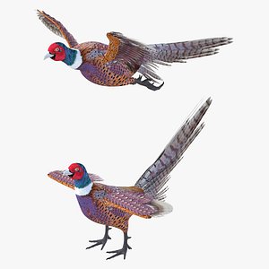Pheasant Bird Rigged