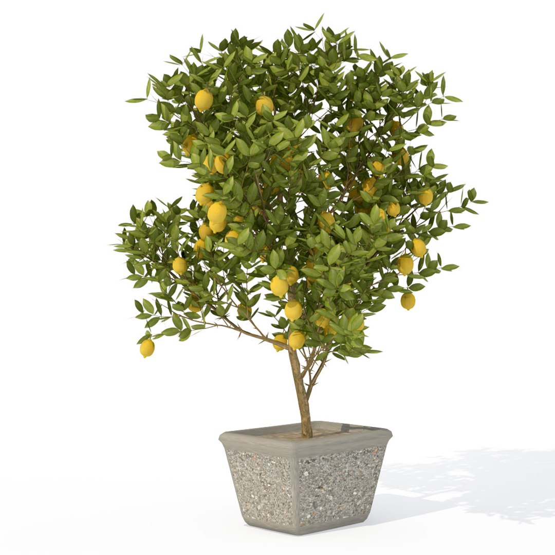 3d model trees fruit dvd plant https://p.turbosquid.com/ts-thumb/RL/GMrI4g/LJ9JoifX/fr03ylemon/jpg/1462560376/1920x1080/fit_q87/5c29224f66c0235694aa62f5329cdc0e26d26b4a/fr03ylemon.jpg