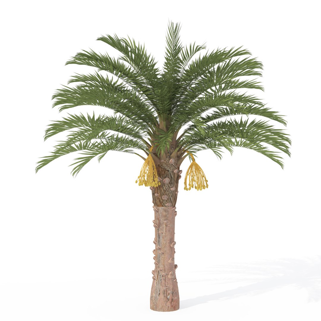 3d model trees fruit dvd plant https://p.turbosquid.com/ts-thumb/RL/GMrI4g/RR3Xscha/fr12mdatepalm/jpg/1462560376/1920x1080/fit_q87/32fe75a73c691f895f2344bd5d43af22e1f3508b/fr12mdatepalm.jpg