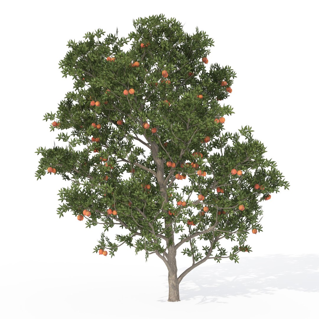 3d model trees fruit dvd plant https://p.turbosquid.com/ts-thumb/RL/GMrI4g/YSSzHUeO/fr19apomegranate/jpg/1463523700/1920x1080/fit_q87/24d334cff4cddddb7f79635e2c456ce9cba15e81/fr19apomegranate.jpg