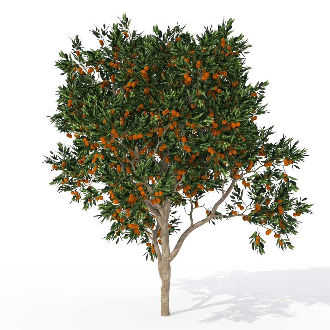 3d model trees fruit dvd plant https://p.turbosquid.com/ts-thumb/RL/GMrI4g/aJbavIyK/fr05msweetorange/jpg/1462560376/1920x1080/fit_q87/c0bd4258d2de5f383b398537f4af5069441b58e0/fr05msweetorange.jpg