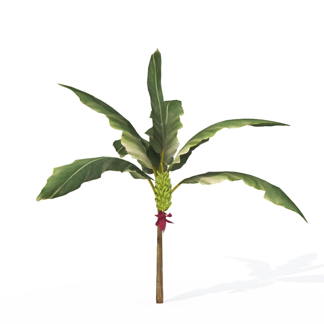 3d model trees fruit dvd plant https://p.turbosquid.com/ts-thumb/RL/GMrI4g/cDZLjaoE/fr11mbanana/jpg/1462560376/1920x1080/fit_q87/55182efffe8837418d4e178c99db7e84b606a88e/fr11mbanana.jpg