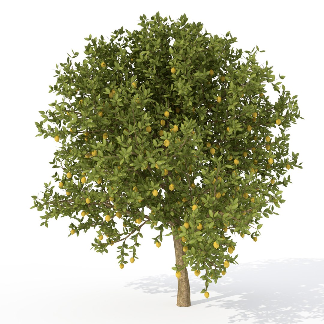 3d model trees fruit dvd plant https://p.turbosquid.com/ts-thumb/RL/GMrI4g/jRFaRJxQ/fr03alemon/jpg/1463523700/1920x1080/fit_q87/2fa306262c9818f77e3f083fae84915d5b2a856b/fr03alemon.jpg