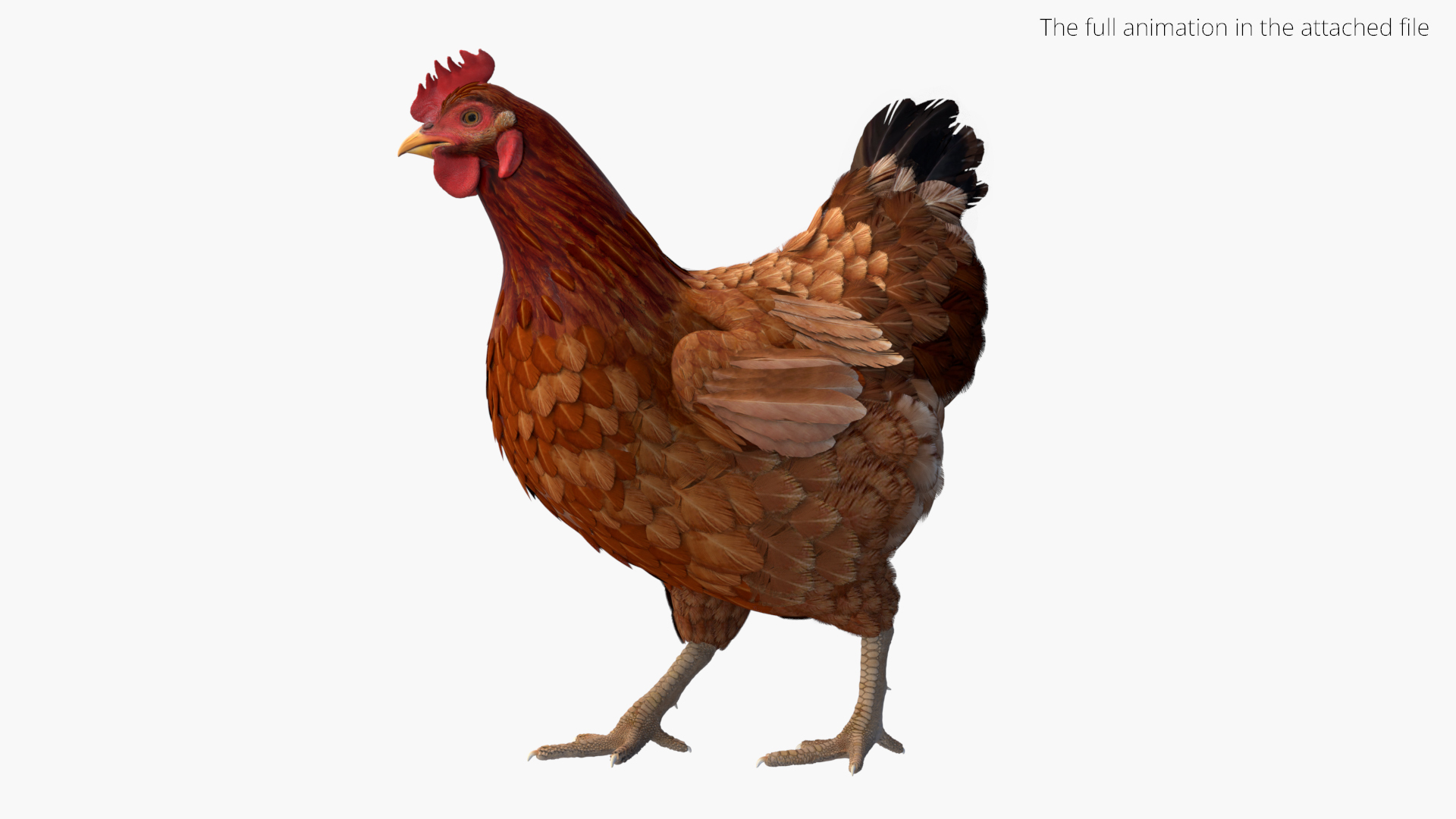 3D Model Chicken Rigged For Blender Animated Set - TurboSquid 2517534