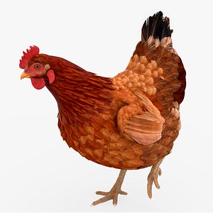 Chicken Rigged For Blender Animated Set