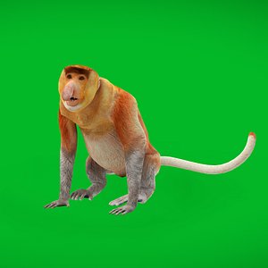 3D Proboscis Long Nosed Monkey model