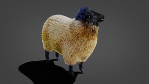 3D Fur Sheep Rigged in Blender model