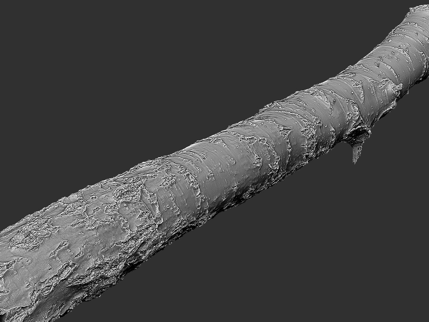 Birch-tree Bark 16k Ultra 3D Model - TurboSquid 1305625