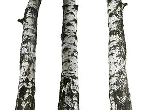 Birch-Tree Bark 16K Ultra HD