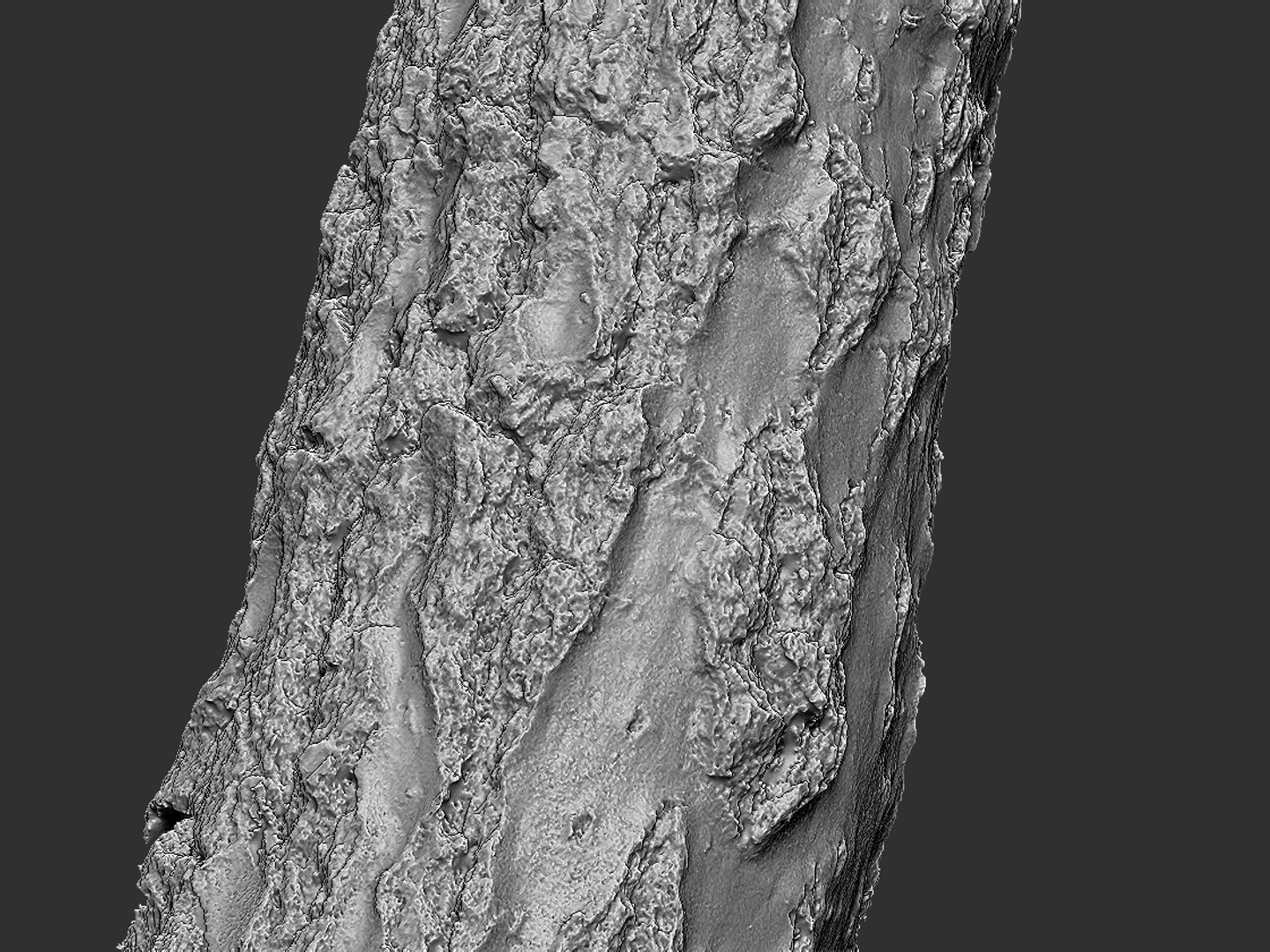 Birch-tree Bark 16k Ultra 3D Model - TurboSquid 1305625