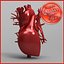 Human Heart