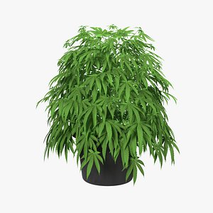 3D marijuana plant pot