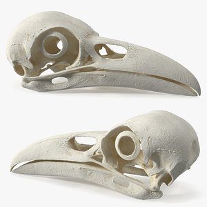 Crow Raven Cranial Structure with Scleral Ring